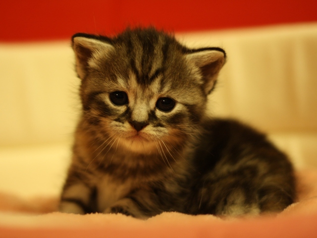 スコティッシュフォールドの子猫