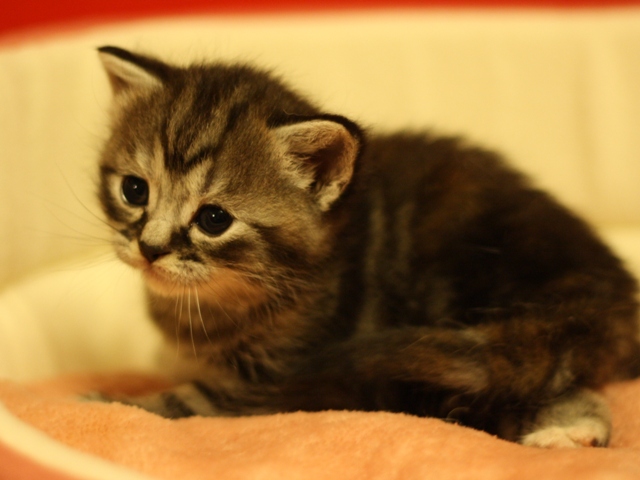 スコティッシュフォールドの子猫