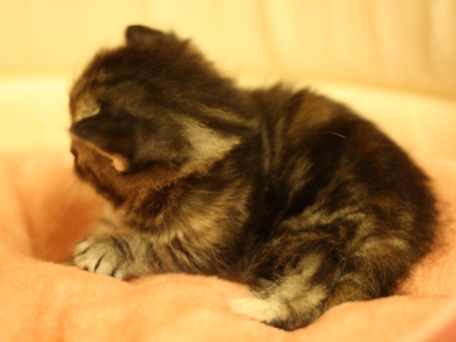 スコティッシュフォールドの子猫