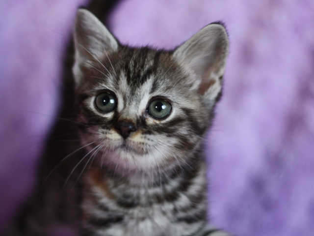 スコティッシュフォールドの子猫画像