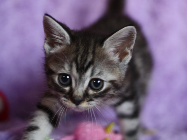 スコティッシュフォールドの子猫画像