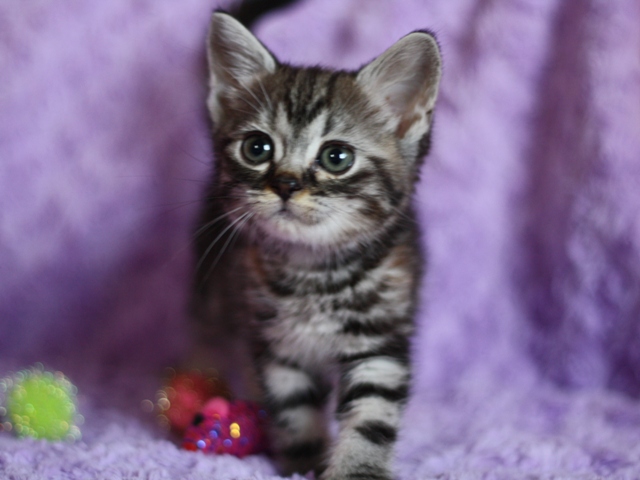 スコティッシュフォールドの子猫画像