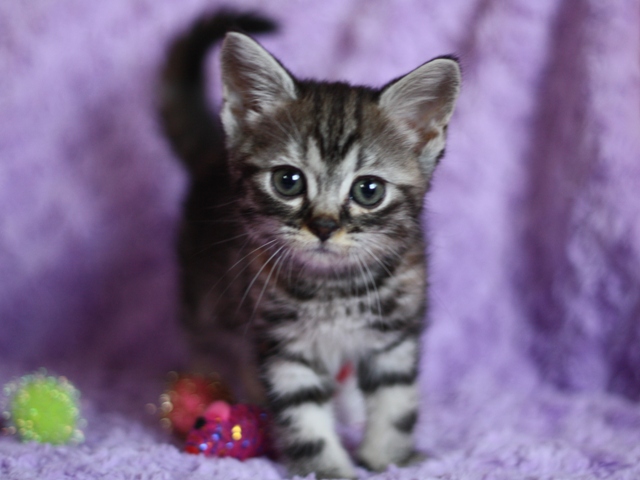 スコティッシュフォールドの子猫画像