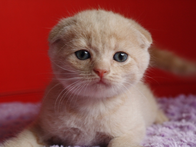 スコティッシュフォールドの子猫画像