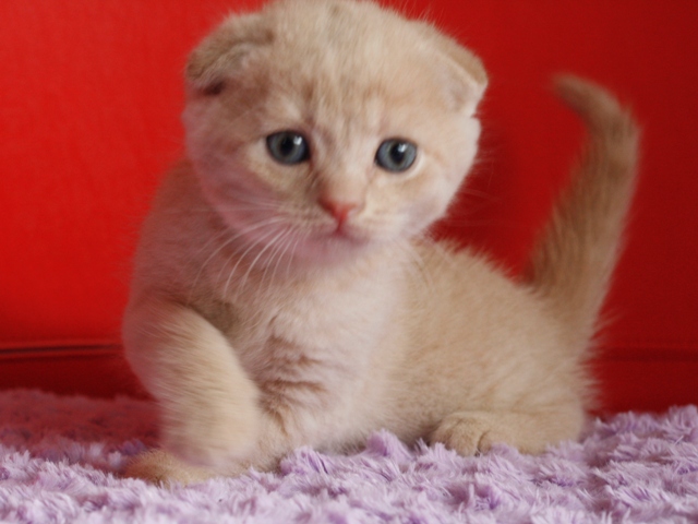 スコティッシュフォールドの子猫画像