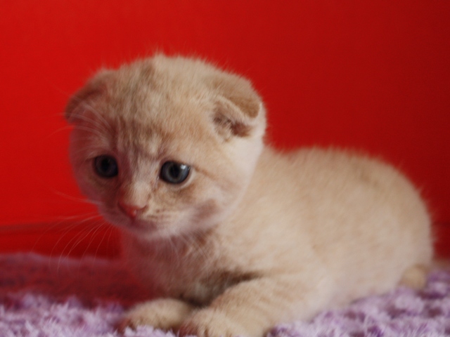 スコティッシュフォールドの子猫画像