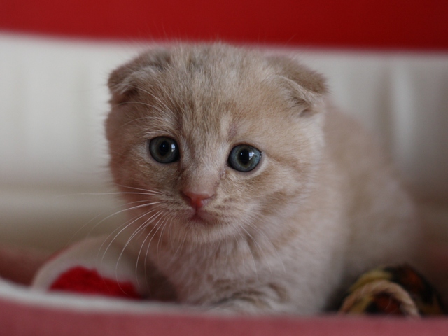 スコティッシュフォールドの子猫画像