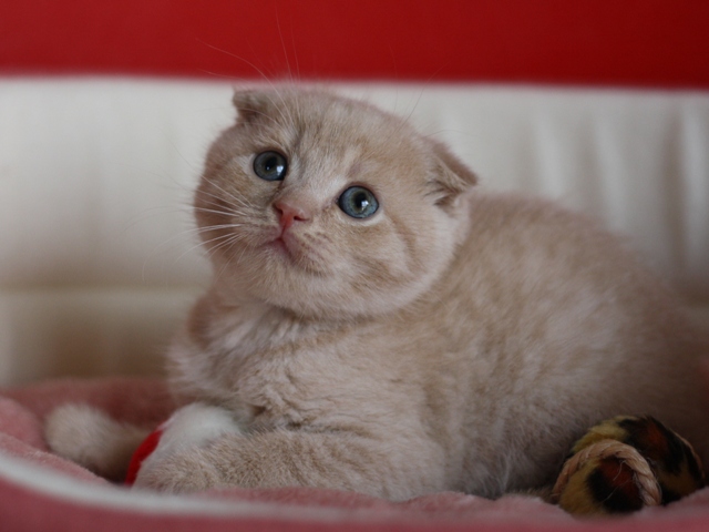 スコティッシュフォールドの子猫画像