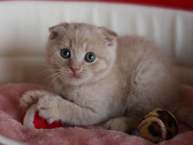 スコティッシュフォールドの子猫画像
