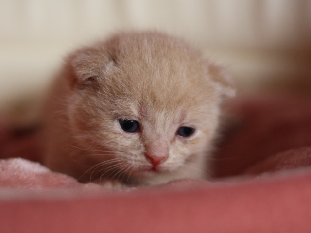 スコティッシュフォールドの子猫画像
