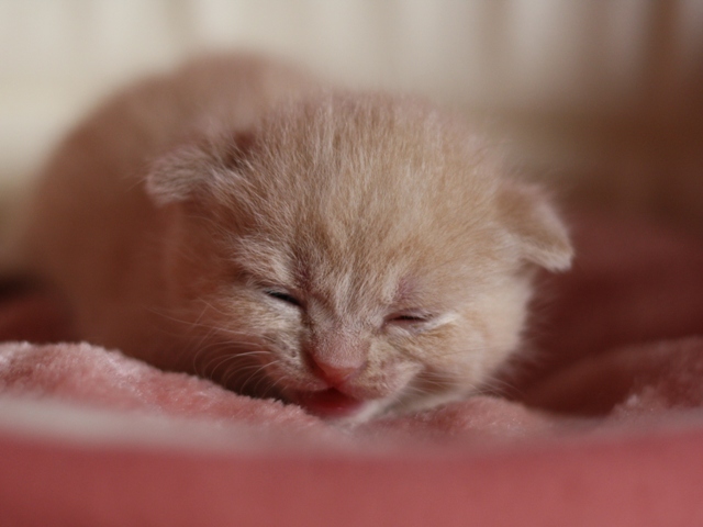スコティッシュフォールドの子猫画像