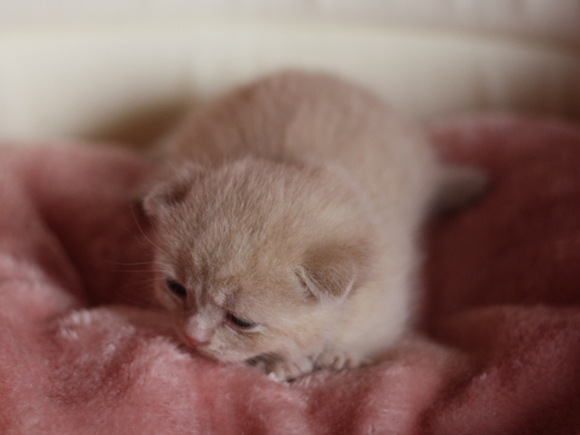 スコティッシュフォールドの子猫画像