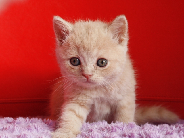 スコティッシュフォールドの子猫画像