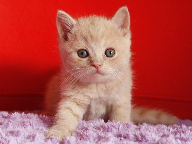 スコティッシュフォールドの子猫画像