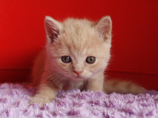 スコティッシュフォールドの子猫画像