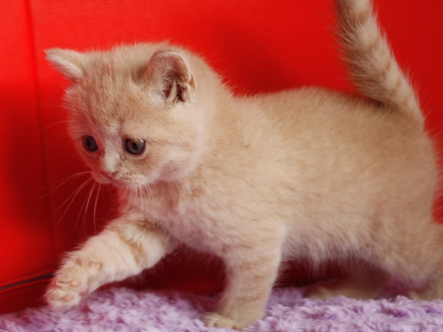 スコティッシュフォールドの子猫画像