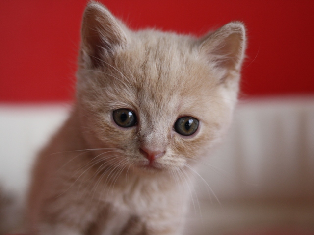 スコティッシュフォールドの子猫画像
