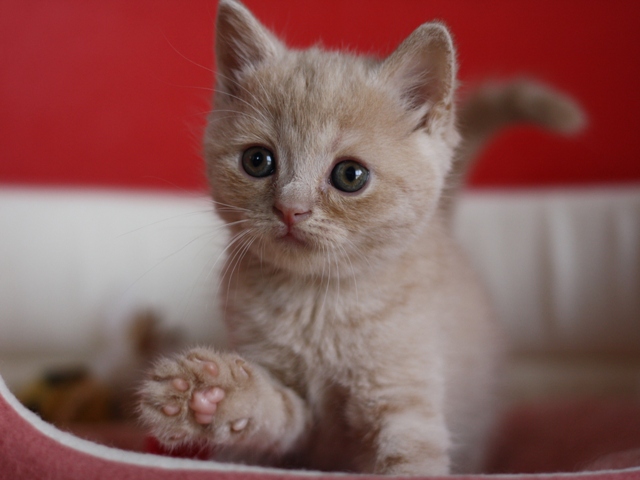 スコティッシュフォールドの子猫画像
