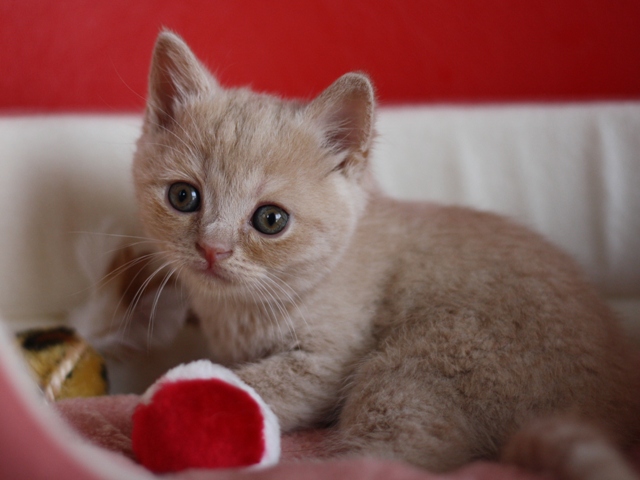 スコティッシュフォールドの子猫画像