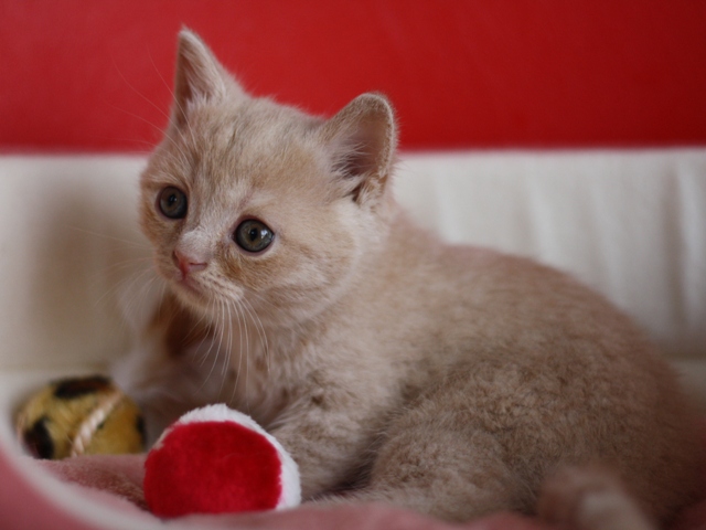 スコティッシュフォールドの子猫画像