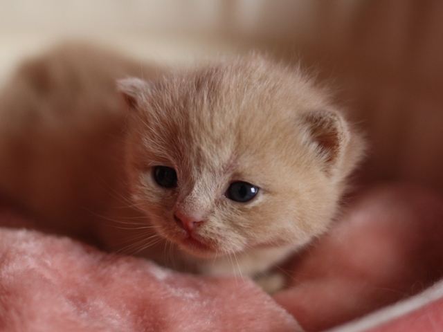 スコティッシュフォールドの子猫画像
