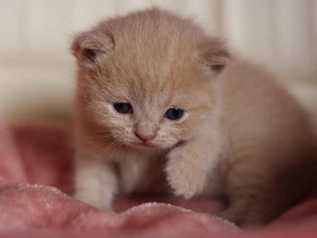 スコティッシュフォールドの子猫画像