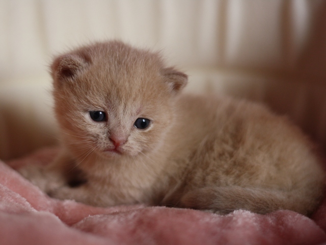 スコティッシュフォールドの子猫画像