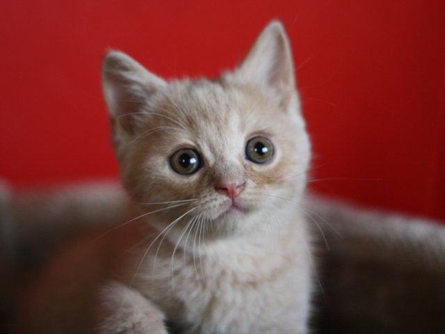 スコティッシュフォールドの子猫