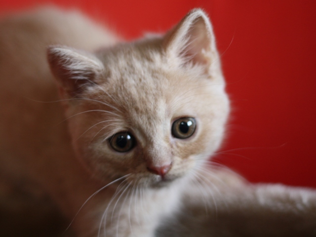 スコティッシュフォールドの子猫画像
