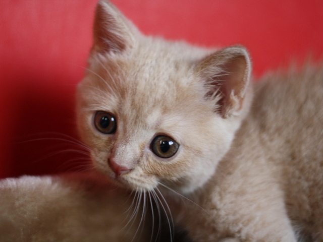 スコティッシュフォールドの子猫画像
