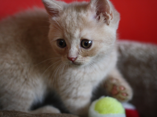 スコティッシュフォールドの子猫画像