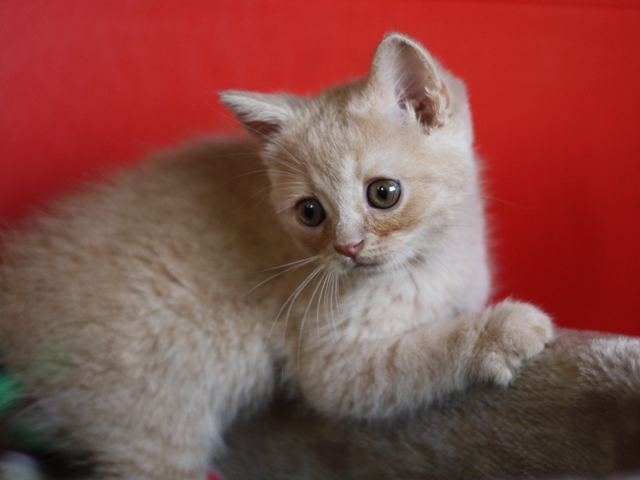 スコティッシュフォールドの子猫画像