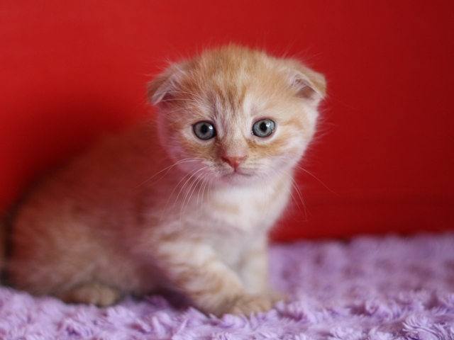 スコティッシュフォールドの子猫画像