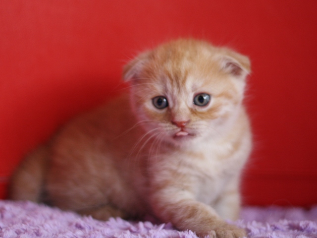 スコティッシュフォールドの子猫画像