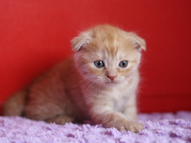 スコティッシュフォールドの子猫画像