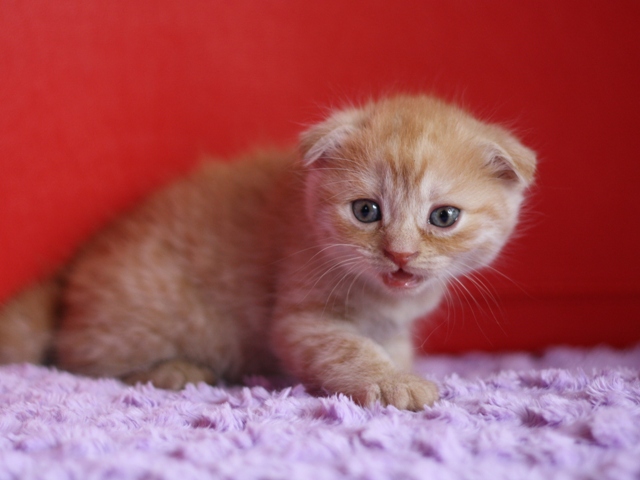 スコティッシュフォールドの子猫画像