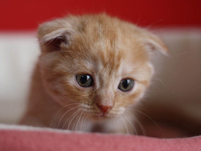 スコティッシュフォールドの子猫画像