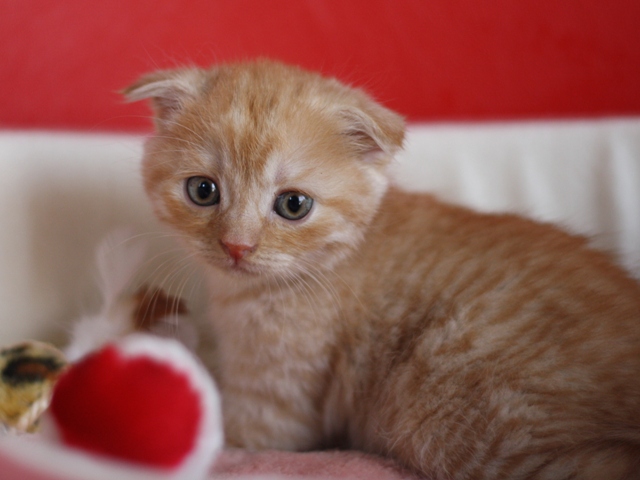 スコティッシュフォールドの子猫画像