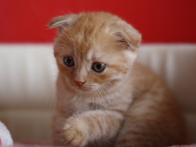 スコティッシュフォールドの子猫画像