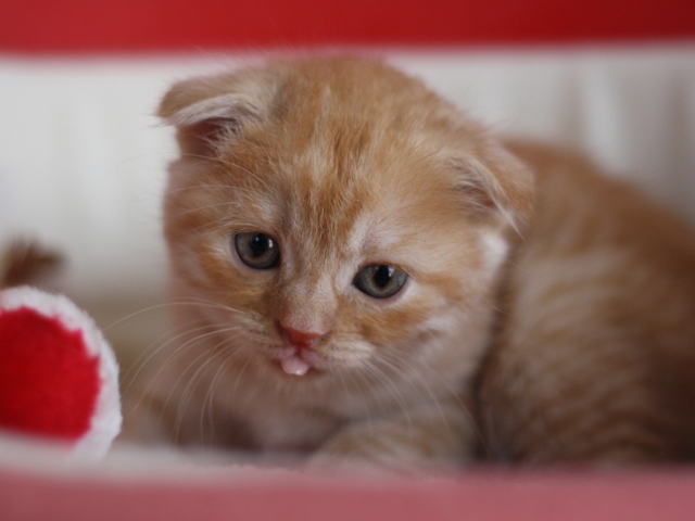 スコティッシュフォールドの子猫画像