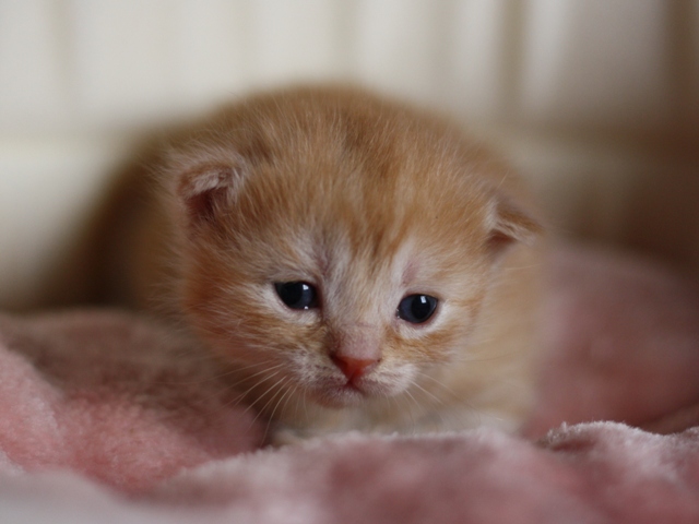 スコティッシュフォールドの子猫画像