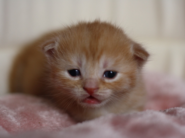 スコティッシュフォールドの子猫画像