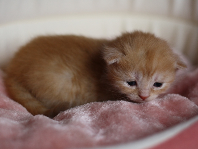スコティッシュフォールドの子猫画像