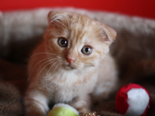 スコティッシュフォールドの子猫画像