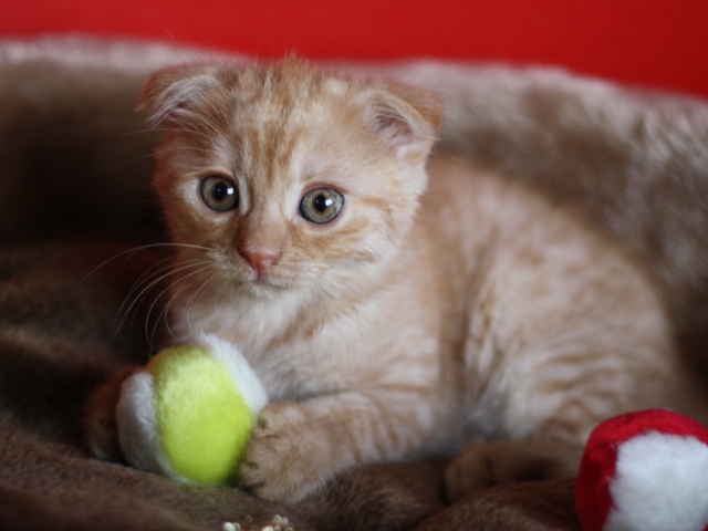 スコティッシュフォールドの子猫画像