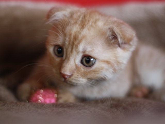 スコティッシュフォールドの子猫画像