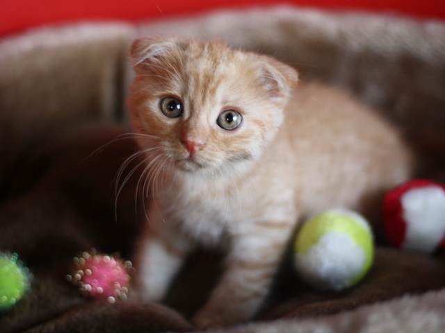 スコティッシュフォールドの子猫画像