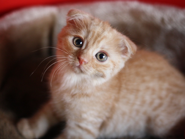 スコティッシュフォールドの子猫画像