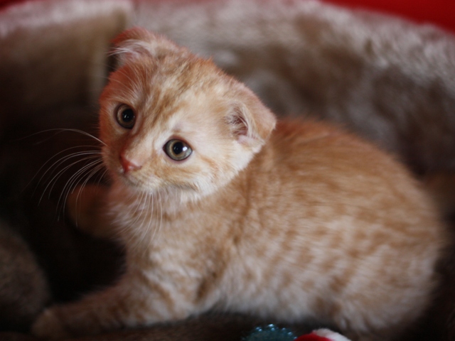 スコティッシュフォールドの子猫画像