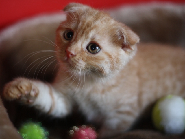 スコティッシュフォールドの子猫画像